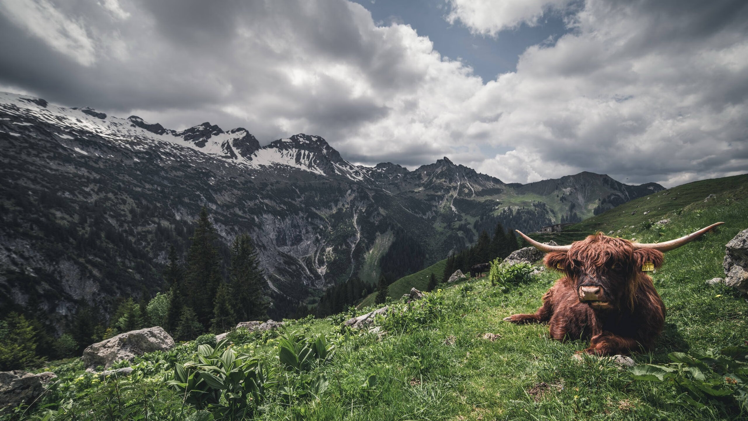 开云APP-奥运周期关键战之夜，浓眉用钢铁之躯诠释，为什么他依然是美国男篮不可或缺的那块基石？