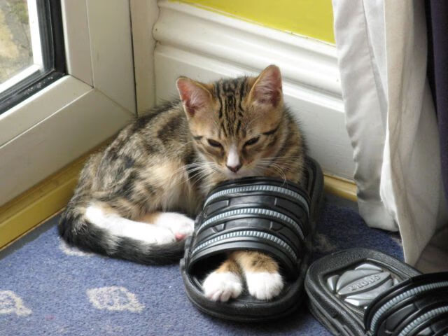 开云体育入口-荷兰引爆亚平宁！巴雷拉，一座沉默的高塔